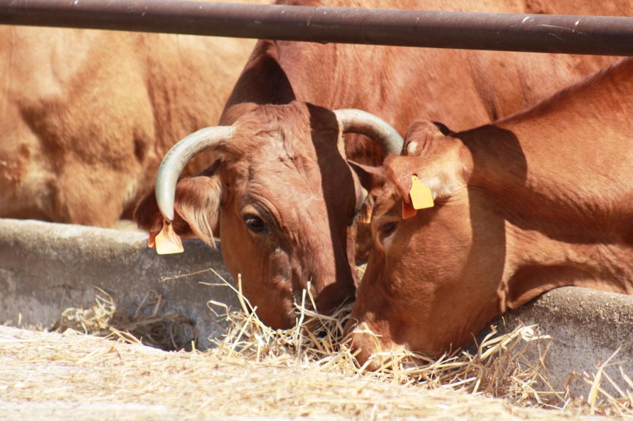 Herdade Dos Salgados Do Fialho Distrikt Distrikt Faro Exterior foto